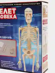 Исследовательский набор Скелет человека