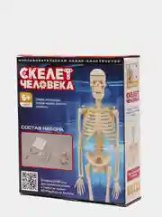 Исследовательский набор Скелет человека
