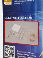 Исследовательский набор Скелет человека