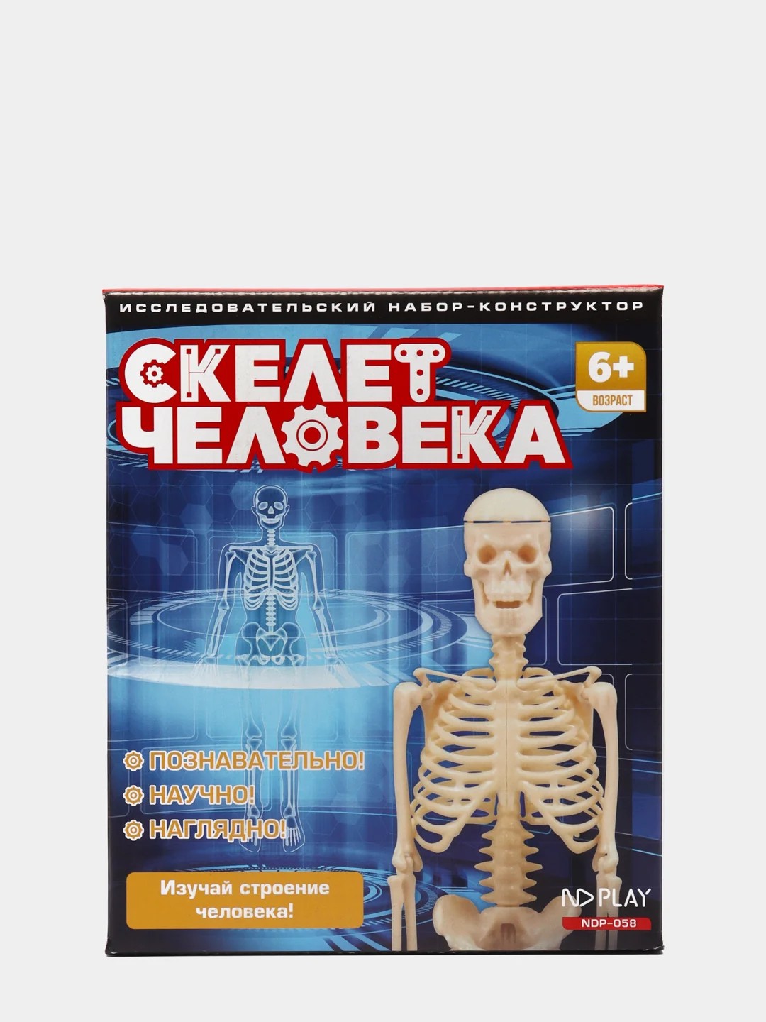 Исследовательский набор Скелет человека