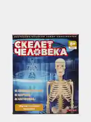 Исследовательский набор Скелет человека