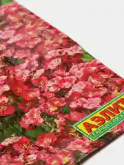 Семена саксифрага "Коралловый мох"