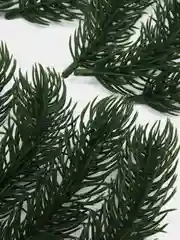 Фрагмент ветки ели. Еловая ветка. Упаковка 10 штук