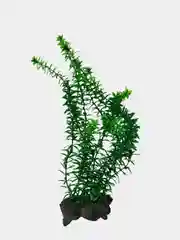 Растение для аквариума TETRA Anacharis (Элодея), 30 см