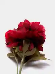 Белый цветы  искусственные пион