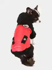 Красный куртка для собак