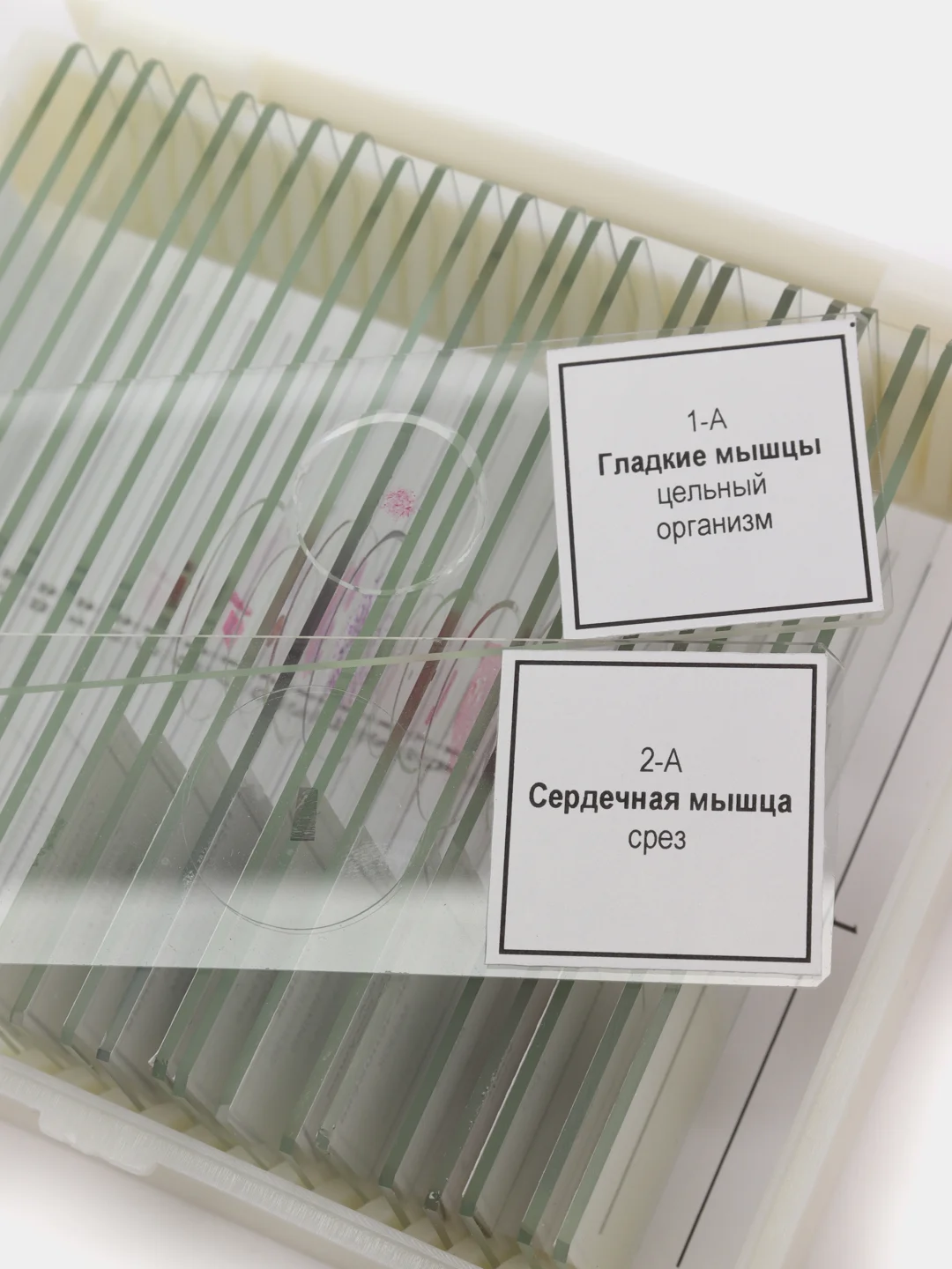 Микропрепараты для школы Анатомия и Физиология Микромед (16 обр.)Наборы готовых препаратов