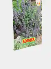 Котовник Кошечка (семена,цветы)