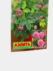Семена цветы "Мимоза стыдливая Недотрога"