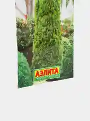 Семена Туя Гармония