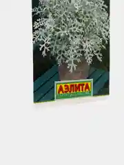 Цинерария Летний иней, семена, цветы
