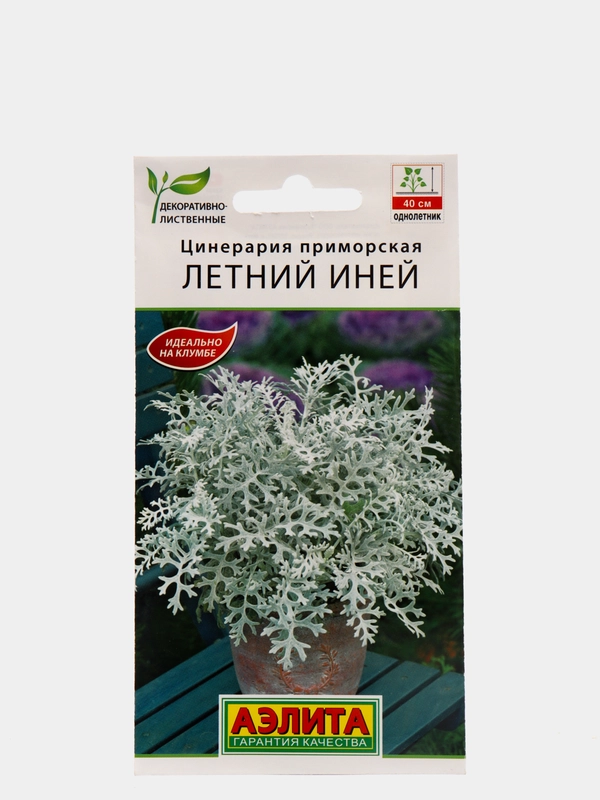 Цинерария Летний иней, семена, цветы