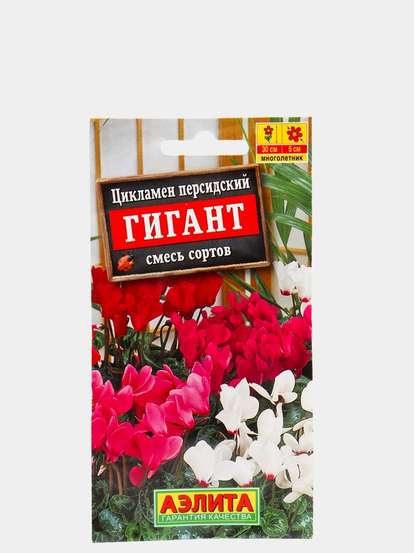 Цикламен Гигант персидский (семена,цветы)