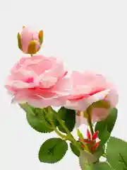 Кораллово-розовый искусственные цветы Пион шёлковый, растения, роза 1шт