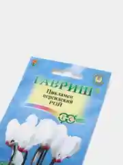 Цикламен Рой персидский (семена,цветы)