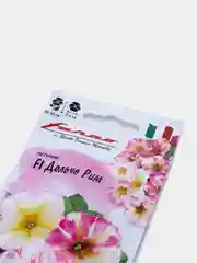 Петуния "Дольче Рим" семена, цветы