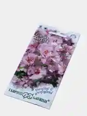 Годеция Каттлея (семена,цветы)