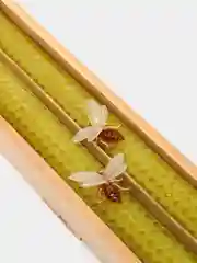 Лайм свечи из пчелиного воска декоративные, 2 штуки