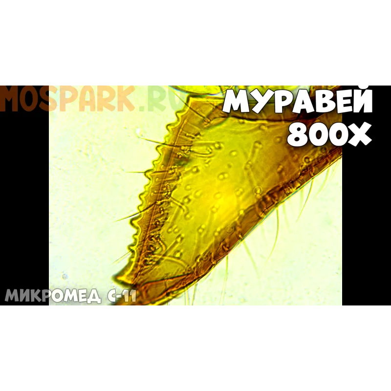 Микроскоп Микромед С-11