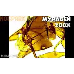Микроскоп Микромед С-11