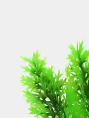 Растение для аквариума Plant 015, роголистник зелёный, высота 10 см