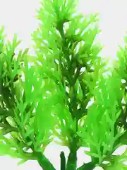 Растение для аквариума Plant 015, роголистник зелёный, высота 10 см