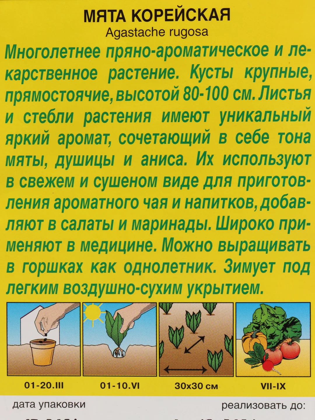 Лекарственное и медоносное растение "Мята Корейская"