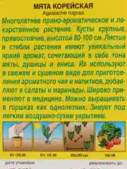 Лекарственное и медоносное растение "Мята Корейская"