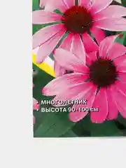 Семена цветов Эхинацея "Пурпурная розовая", многолетник, 0,1 г
