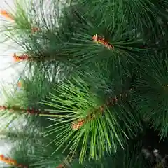 Ель искусственная со светло-зелеными кончиками, высота 150 см