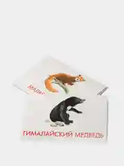 Дидактические карточки "Животные Австралии", "Животные Азии"