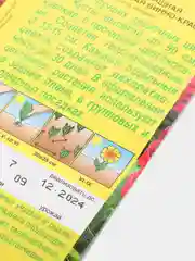 Цинния изящная "Крупноцветковая" винно-красная, семена