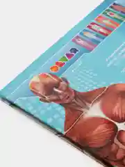 Энциклопедия 4D в дополненной реальности, "Анатомия"