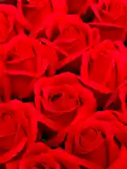 Красный мыльные розы цвета Шоколад, 50 штук