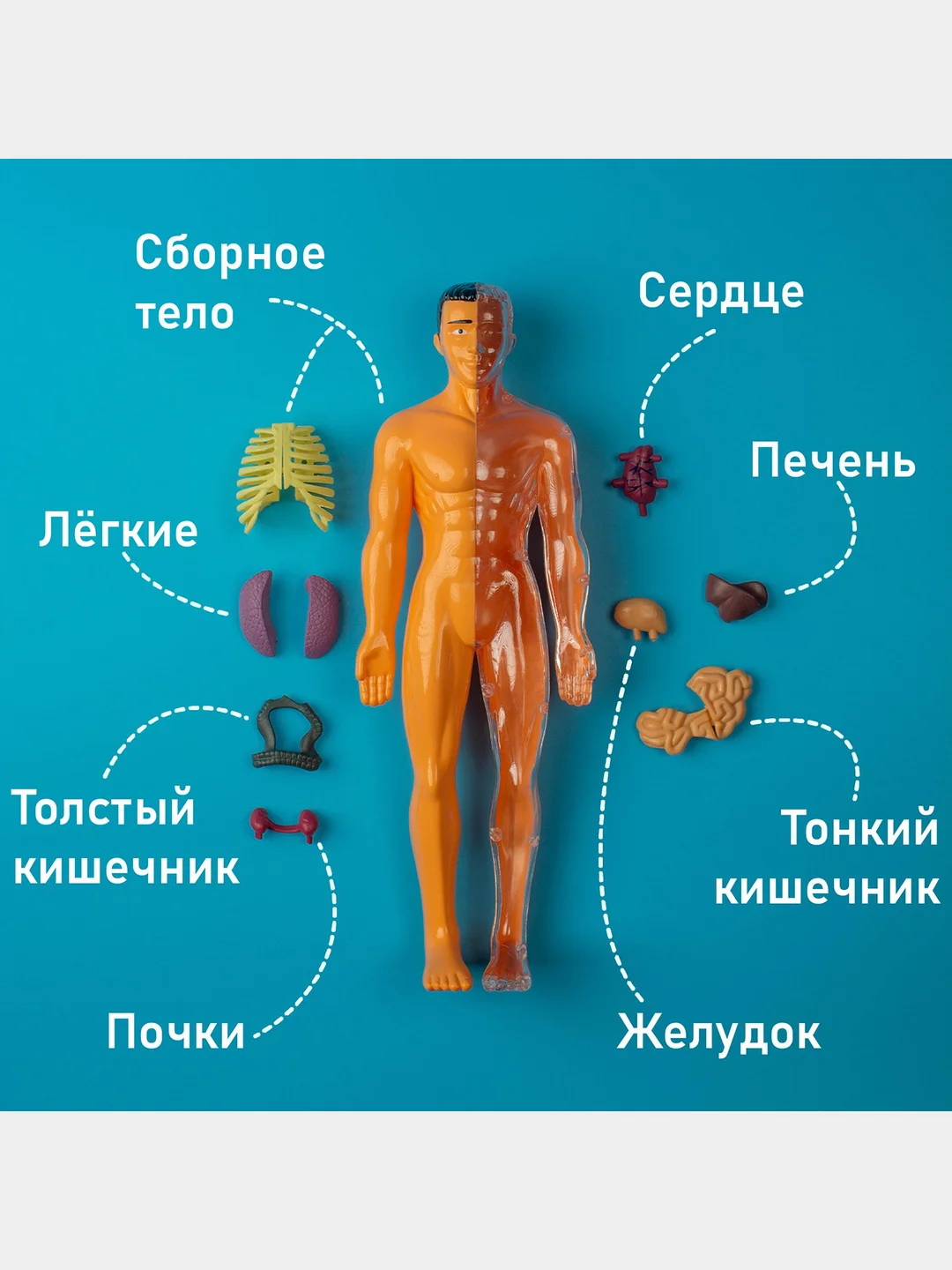 Набор для опытов детский "Строение тела", +3