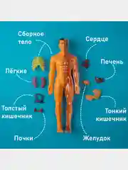 Набор для опытов детский "Строение тела", +3
