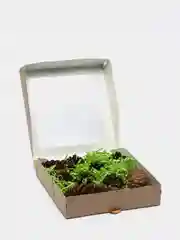 Лайм подарочная коробка, бумажный наполнитель