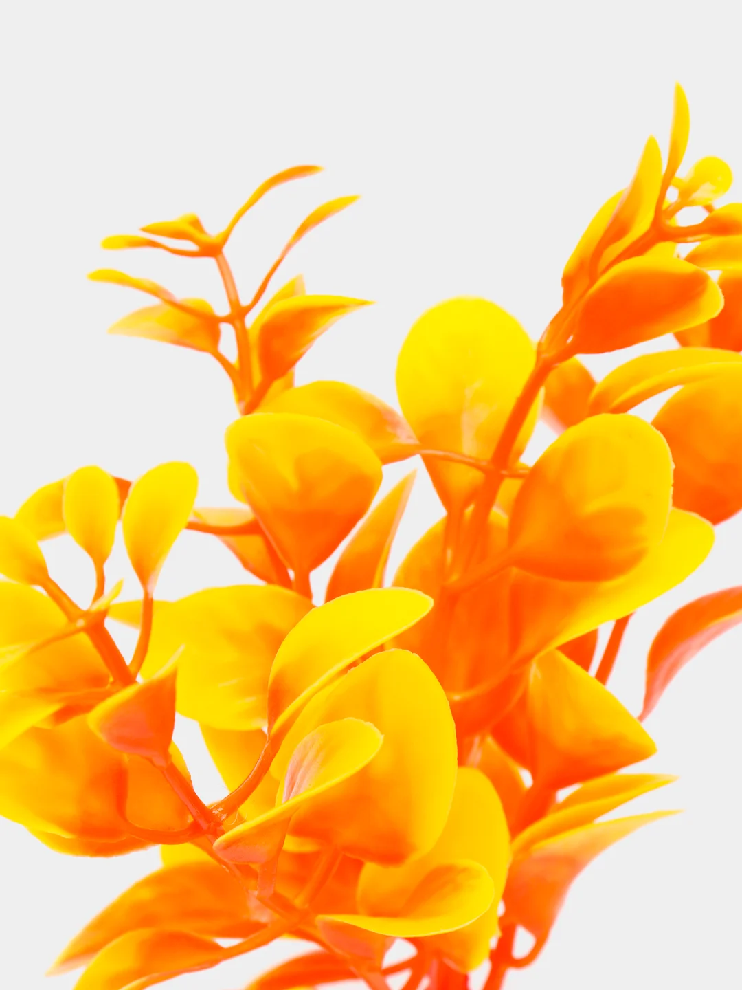 Растение для аквариума Plant 011 Людвигия оранжевая, высота 10 см