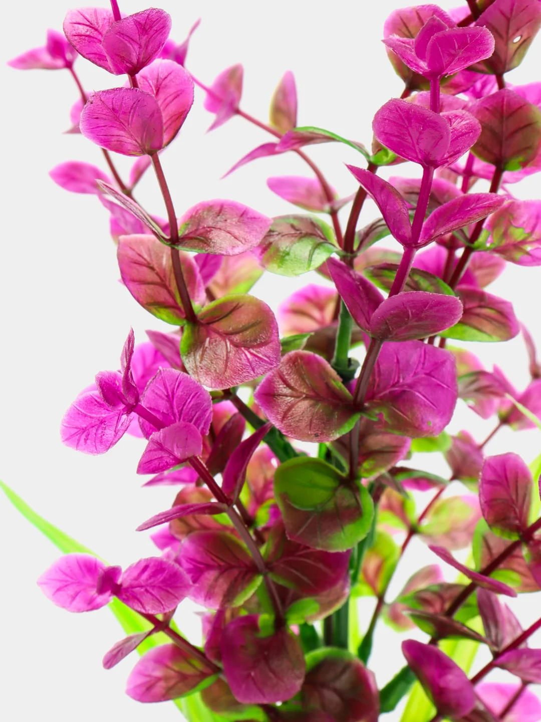 Растение для аквариума Plant 025 Бакопа Красная