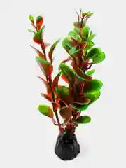Растение для аквариума Plant 006 Людвигия красная