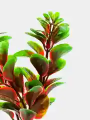 Растение для аквариума Plant 006 Людвигия красная