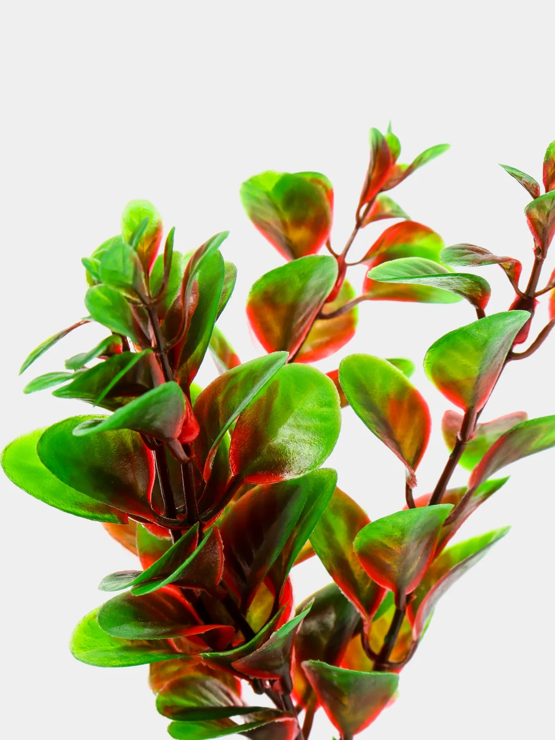 Растение для аквариума Plant 006 Людвигия красная