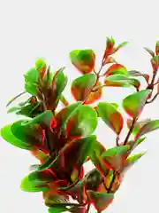 Растение для аквариума Plant 006 Людвигия красная