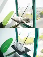Гамак на окно для кошек подвесной на присосках, черный, 53х32 см