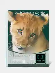 Фуксия фотоальбом на 36 фото