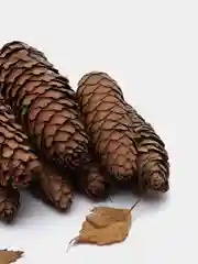 Шишки еловые, 10 штук