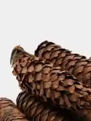Шишки еловые, 10 штук