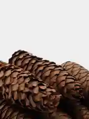 Шишки еловые, 10 штук