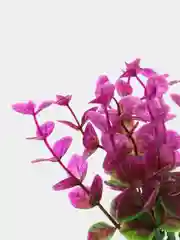 Растение для аквариума Plant 025 Бакопа Красная