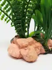 Растение для аквариума  17 х 14 х 16 см